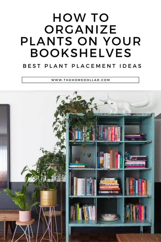 best plant placement ideas