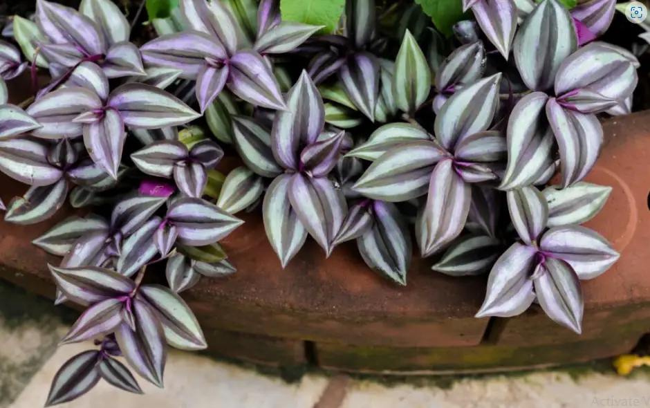 Indoor plants perfect for your etagere bookshelf